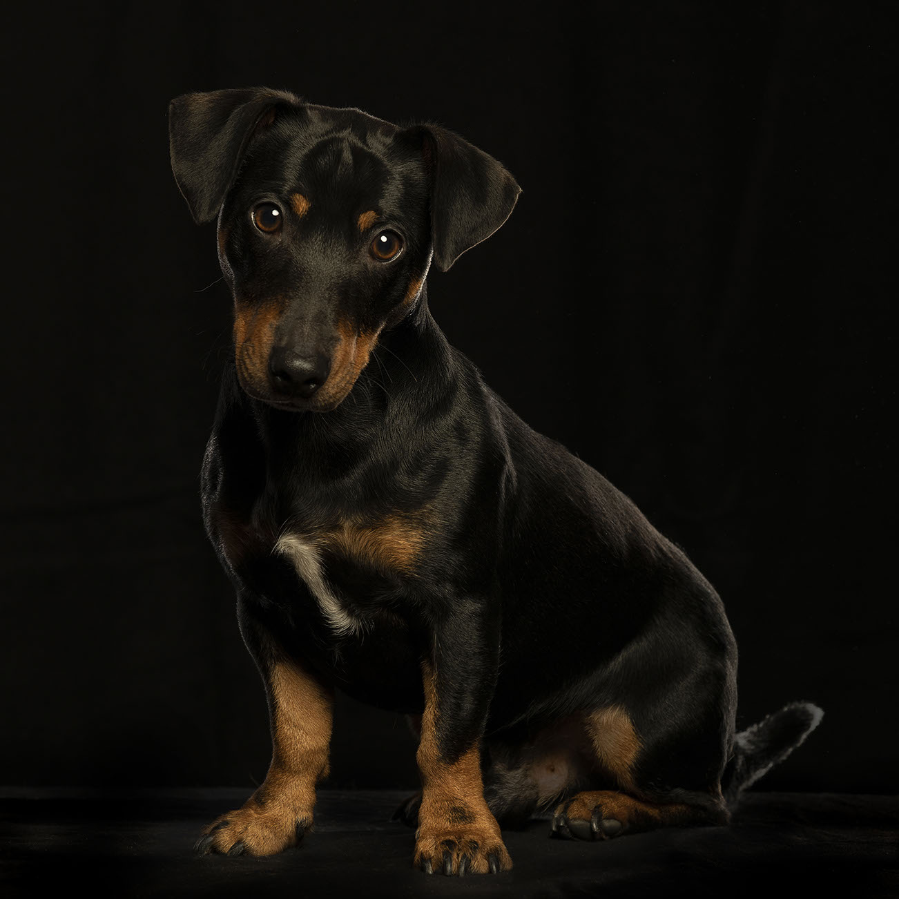 Studio huisdier fotografie, Foto Fotostudio Karel Bingen, fotograaf Roermond Limburg Nederland