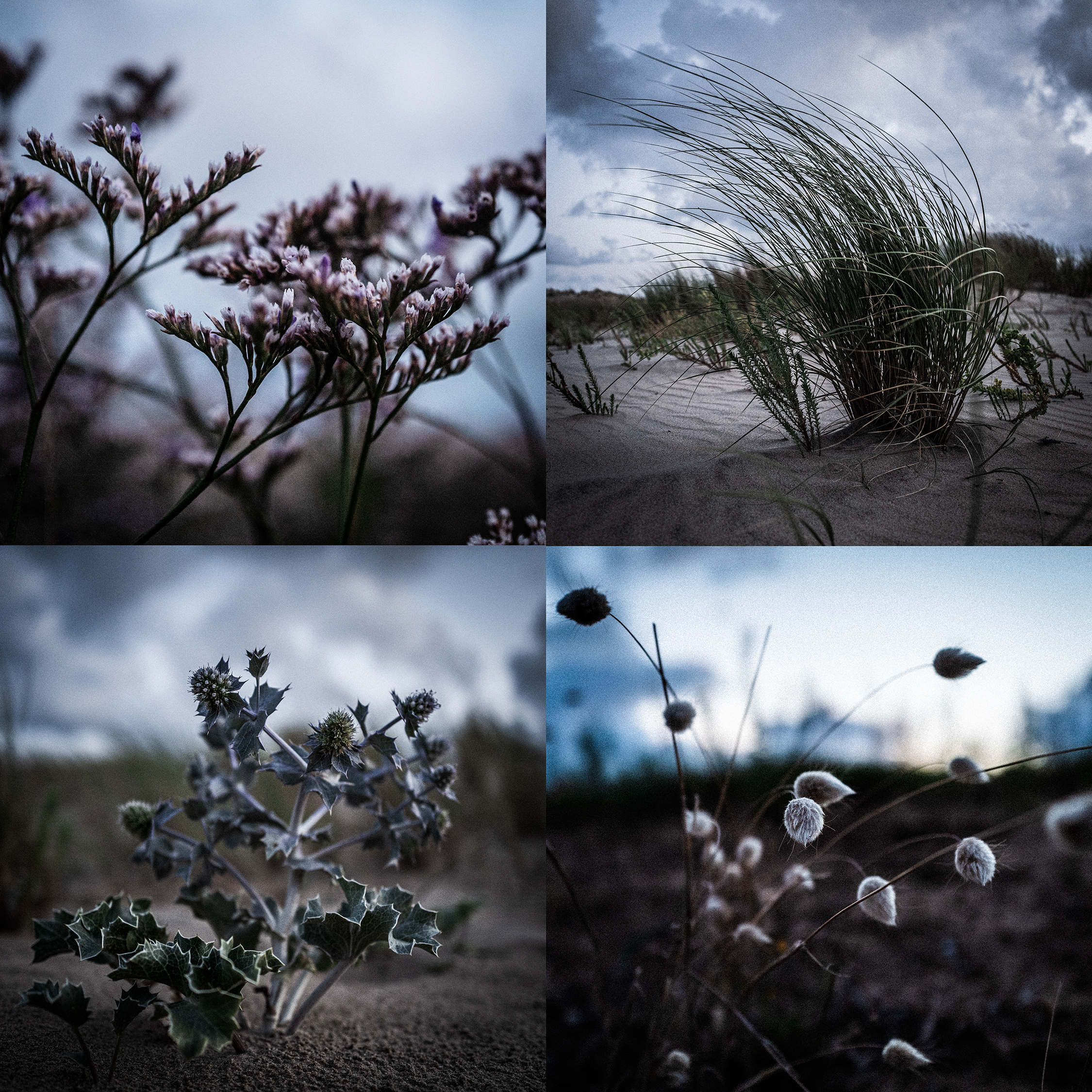 Plant in vulkaan landschap, fotostudio karel bingen.