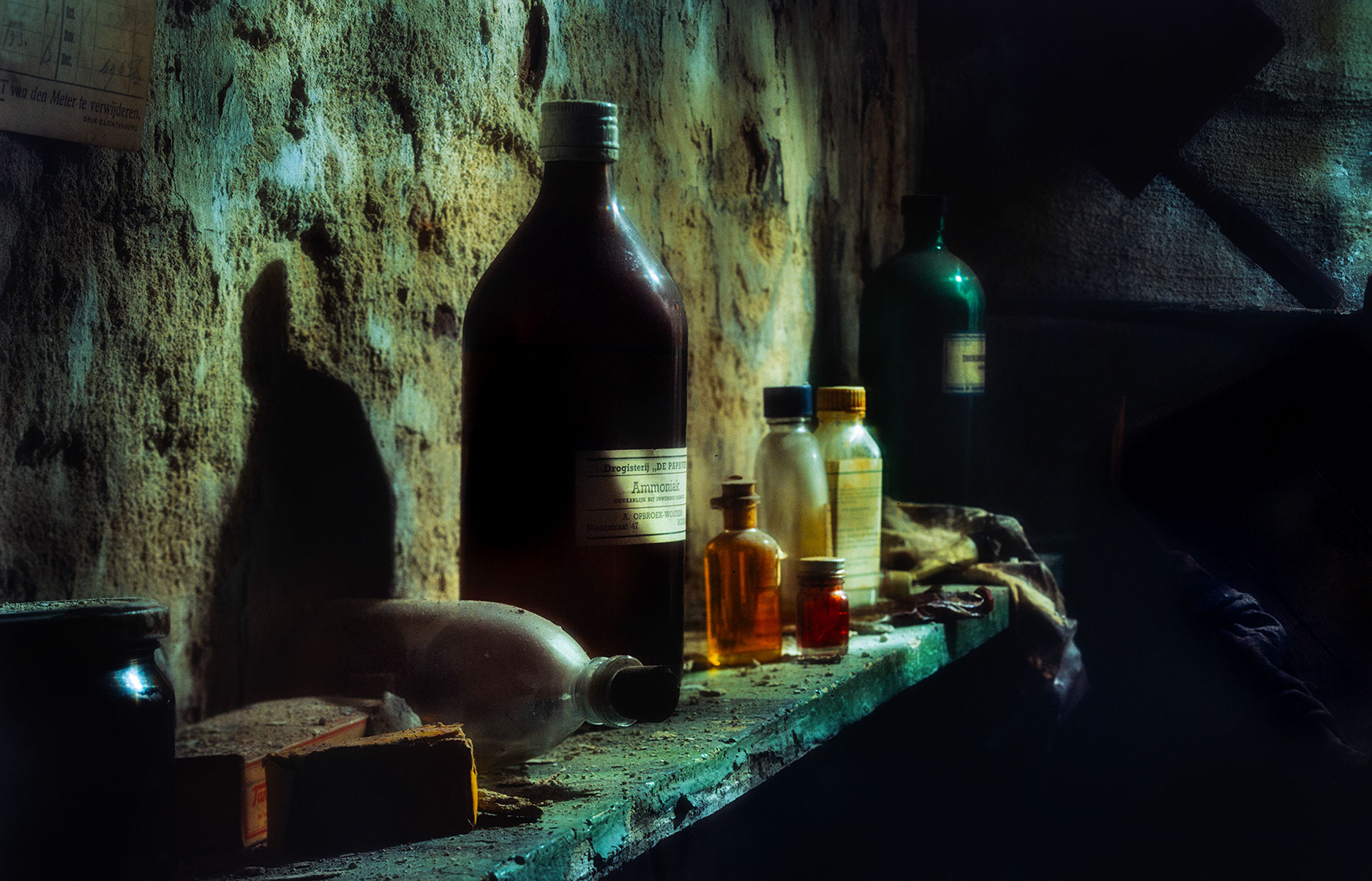 Studio huisdier fotografie, Foto Fotostudio Karel Bingen, fotograaf Roermond Limburg Nederland